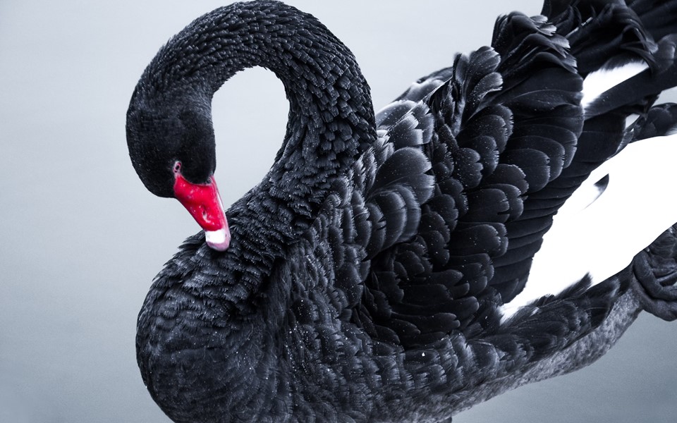 Black Swan Intelligence Failures?
